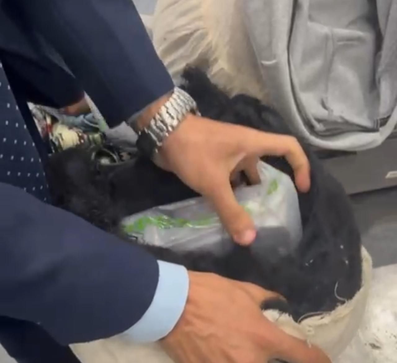 جمارك مطار القاهرة تضبط راكب أجنبي حاول الدخول بخمسه كيلو حشيش (5)