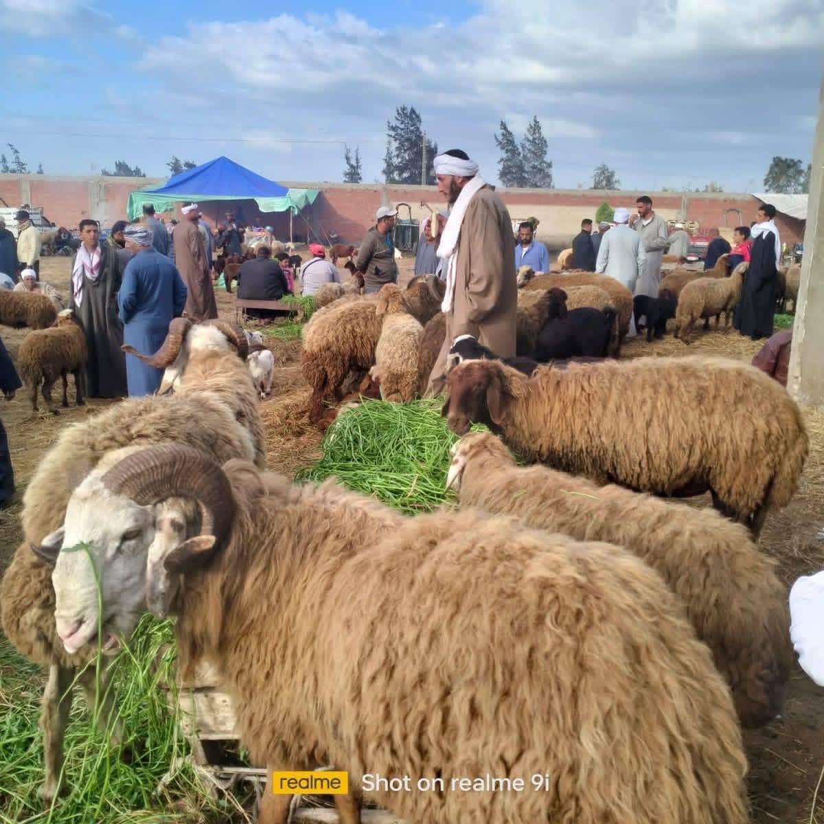 الطب البيطري يتابع أسواق الماشية الطب البيطري يتابع أسواق الماشية