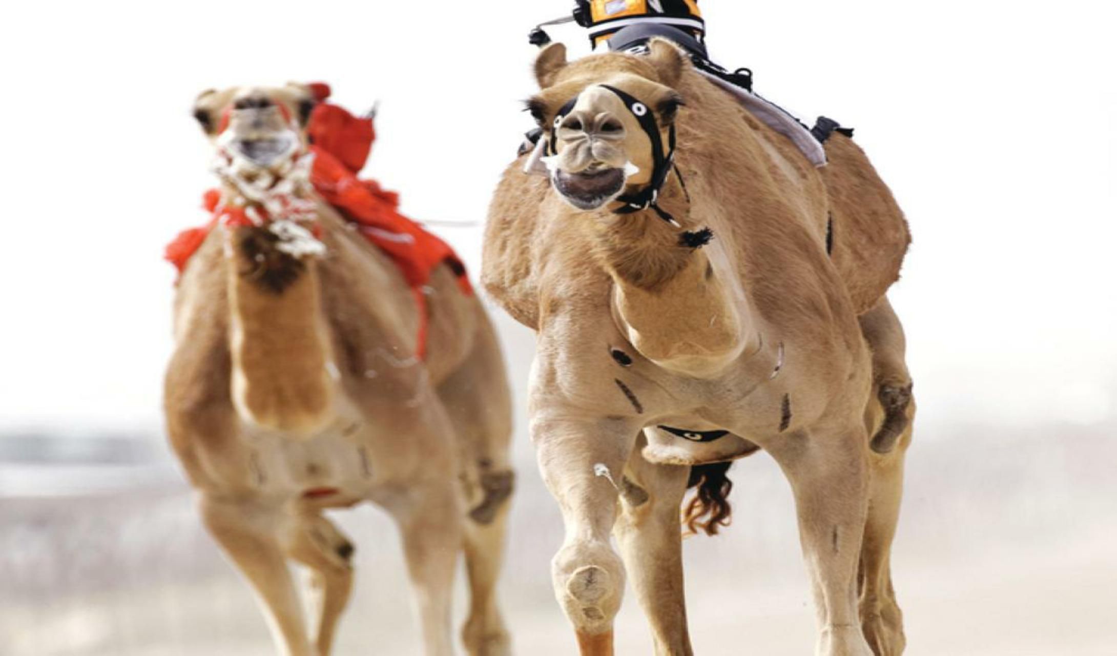 ميدان نجران للهجن يعلن نتائج سباقه لسنّ الحقايق