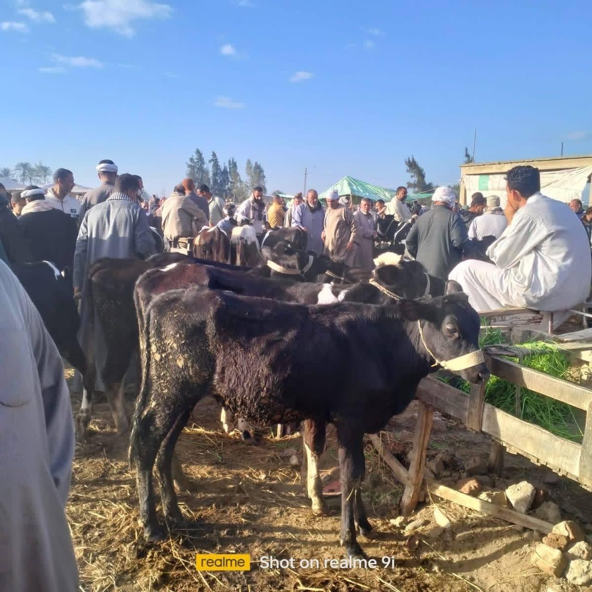 التحصين بأسواق الماشية بكفر الشيخ التحصين بأسواق الماشية بكفر الشيخ