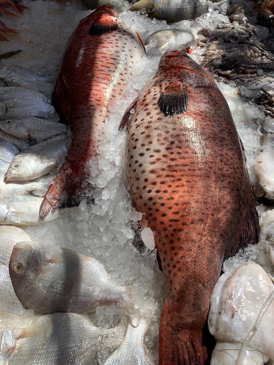 سمكة الناجل الحر بالغردقة سمكة الناجل الحر بالغردقة