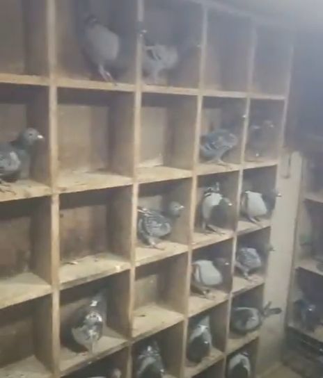 الحمام الزاحل في لوطه الحمام الزاحل في لوطه