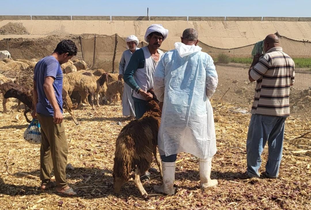 تحصين الأغنام تحصين الأغنام