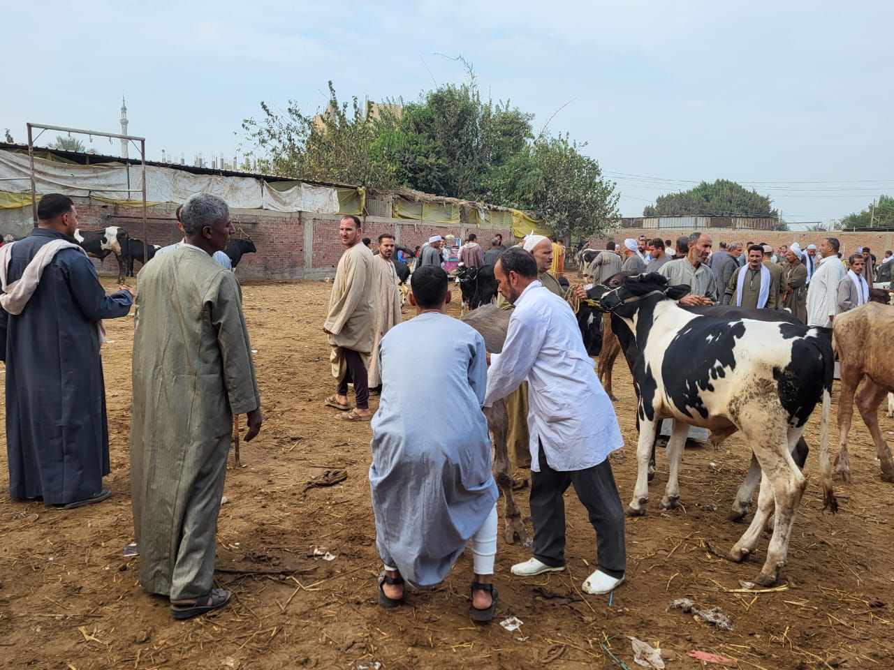 الفرق البيطرية بالأسواق الفرق البيطرية بالأسواق