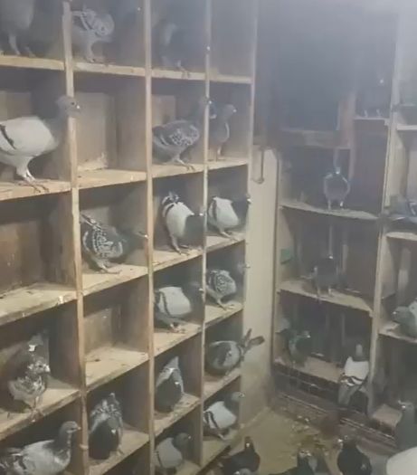 جانب من الحمام جانب من الحمام