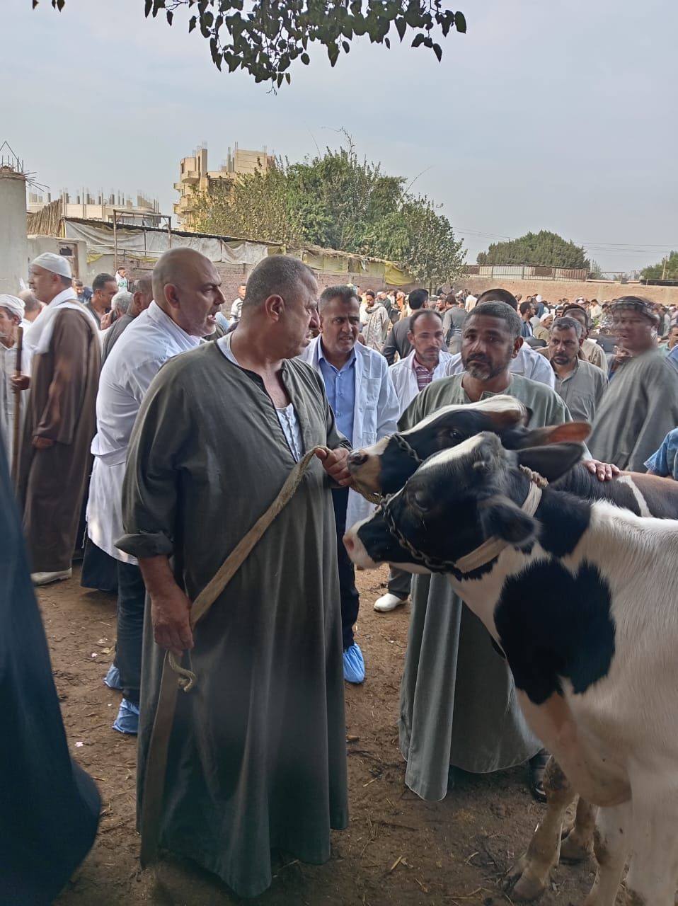 إقبال المربين على التحصين إقبال المربين على التحصين