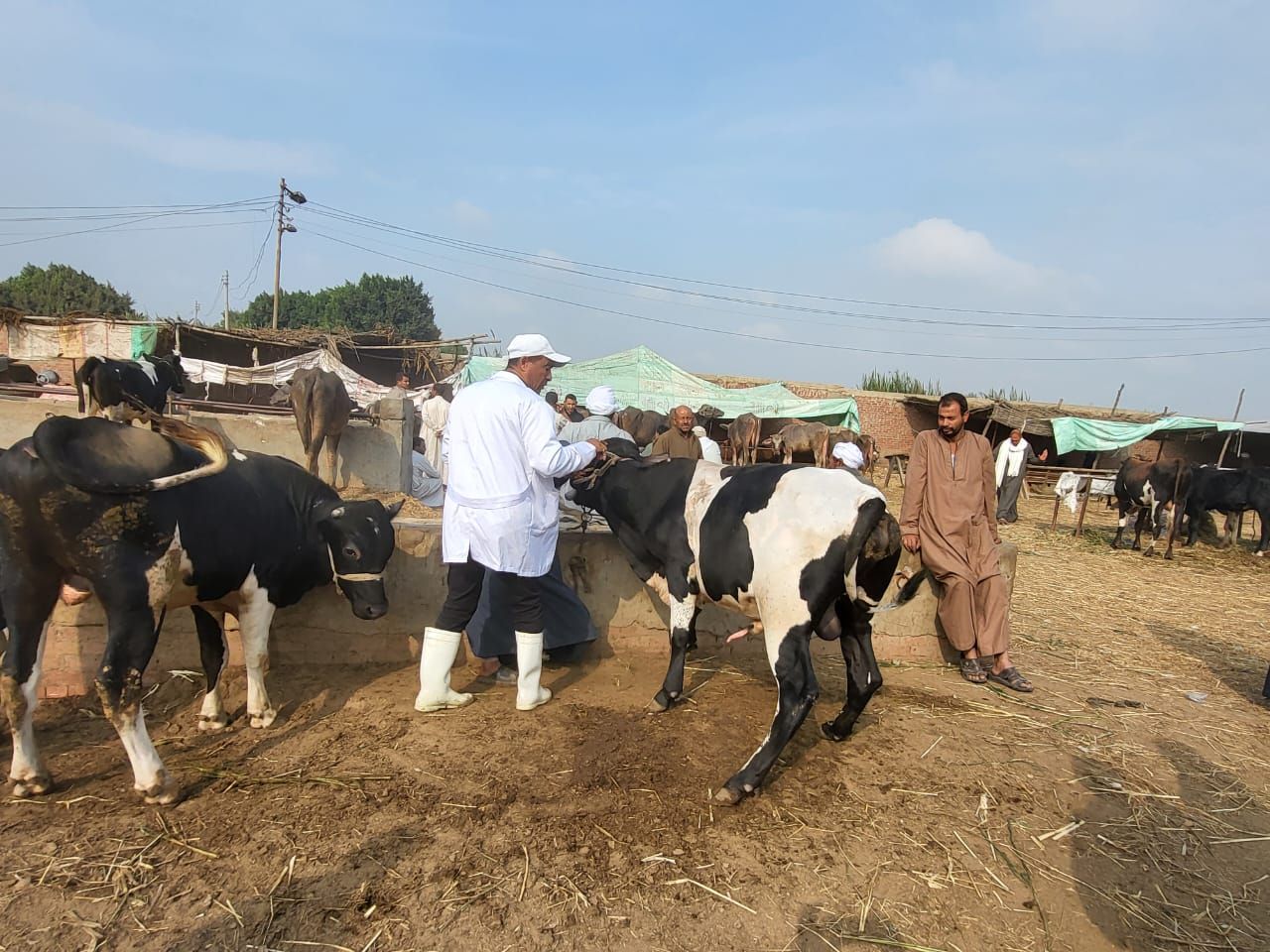 تحصين المواشي بالأسواق تحصين المواشي بالأسواق