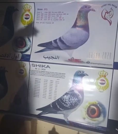 الحمام النجيب الحاصل على جوائز أولى على مستوى الجمهورية الحمام النجيب الحاصل على جوائز أولى على مستوى الجمهورية