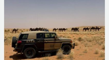 ضبط مواطن رعي 30 متنًا من الإبل في محمية الملك عبدالعزيز