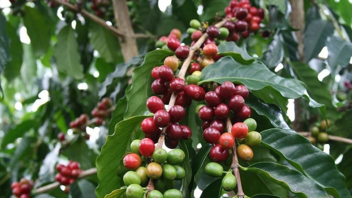 ريف يُسهم في تعزيز إنتاج السعودية من البن لأكثر من نصف مليون طن