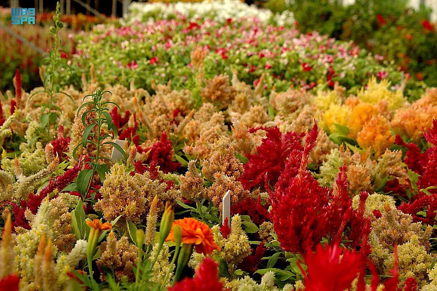 ريف السعودية: إنتاج 750 مليون وردة في 2024 ونستهدف 2 مليار