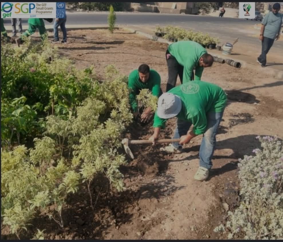 عمال الزراعة يجملون الميادين عمال الزراعة يجملون الميادين