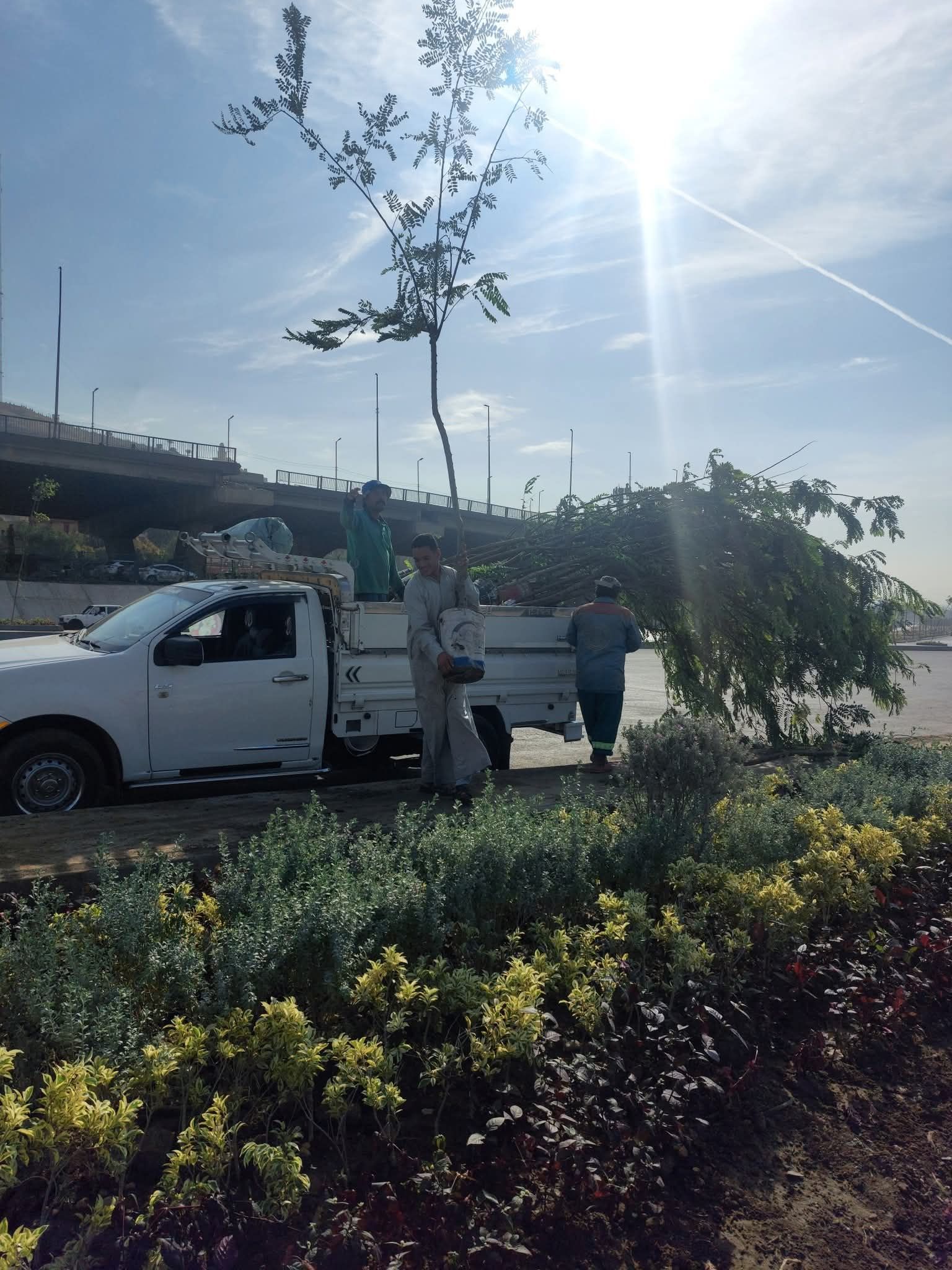 الوعى البيئى يبداء بشجره الوعى البيئى يبداء بشجره