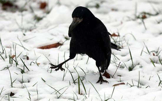 ثلوج كثيفىة تغطى شوارع العاصمة الروسية موسكو (4) ثلوج كثيفىة تغطى شوارع العاصمة الروسية موسكو (4)