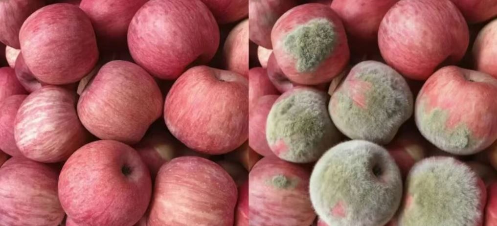 صورة أرسلها عميل يطلب استرداد ثمن بعض التفاحات مزورة باستخدام الذكاء الاصطناعي صورة أرسلها عميل يطلب استرداد ثمن بعض التفاحات مزورة باستخدام الذكاء الاصطناعي