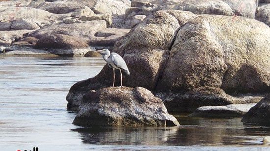 الطيور-على-صخور-أسوان