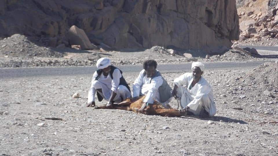 ذبح الذبائح بحلايب وشلاتين ذبح الذبائح بحلايب وشلاتين