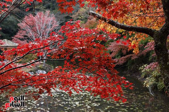 أشجار القيقب بالون الأحمر تخطف القلوب أشجار القيقب بالون الأحمر تخطف القلوب