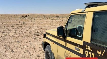 ضبط مخالف رعى 21 متنًا من الإبل في محمية الملك عبدالعزيز