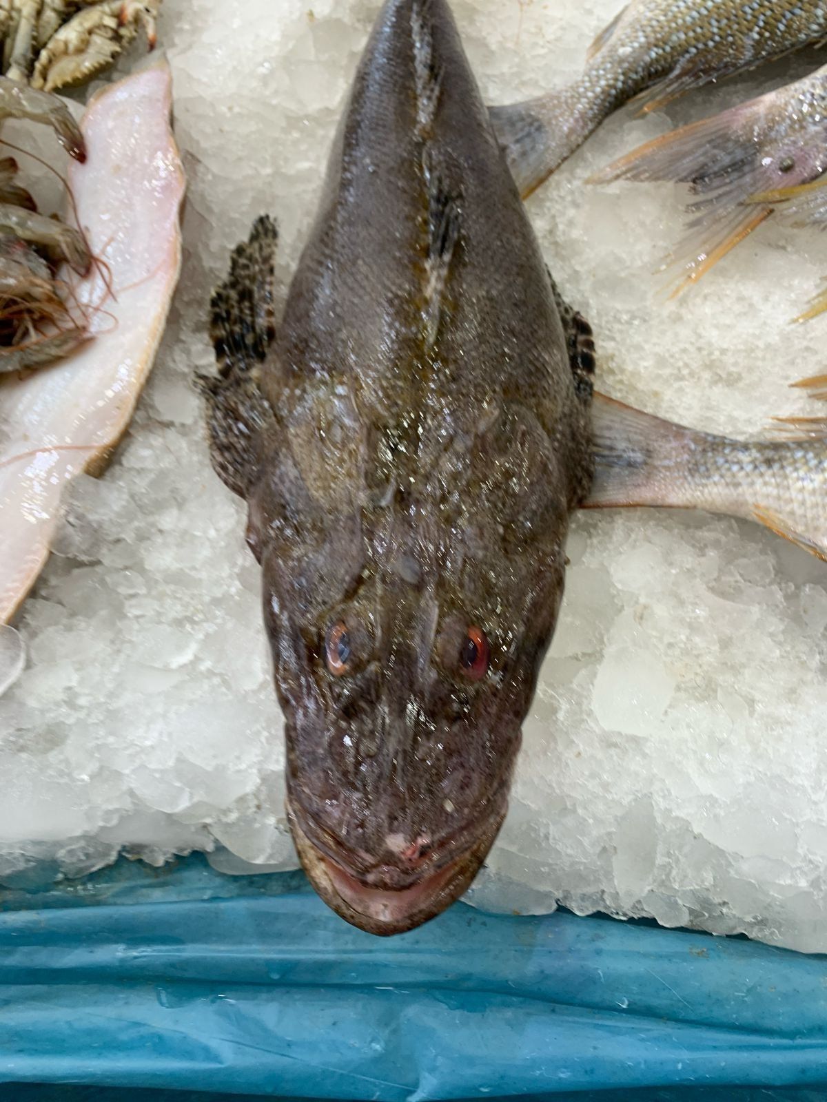 سمكة الرقاد شبيهة التمساح سمكة الرقاد شبيهة التمساح