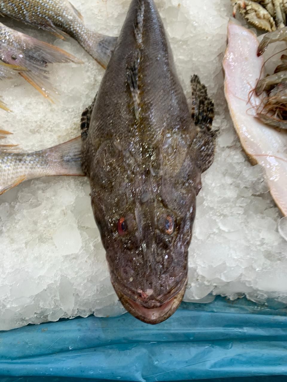 تعيش فى أعماق البحر الأحمر، تعيش فى أعماق البحر الأحمر،