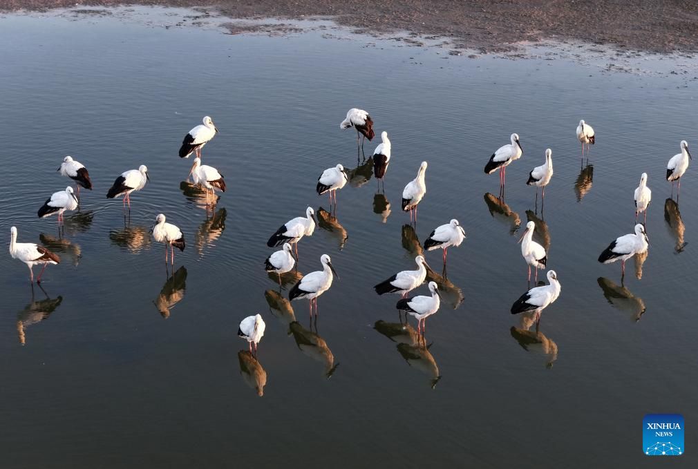 هجرة الطيور (2) هجرة الطيور (2)