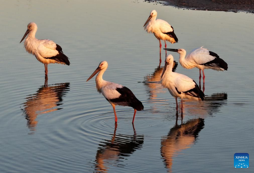 هجرة الطيور (5) هجرة الطيور (5)