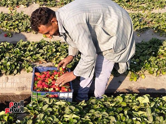 116108-الفراولة-بالمزارع 116108-الفراولة-بالمزارع