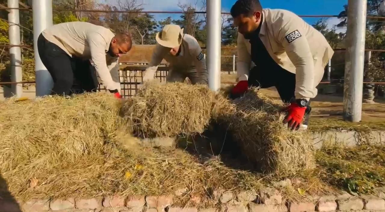 الرعاية المقدمة للافيال فى جورجيا الرعاية المقدمة للافيال فى جورجيا