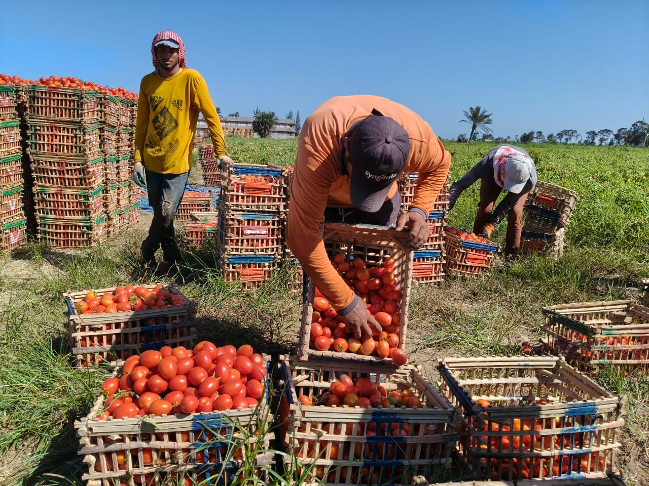 حصاد الطماطم (2) حصاد الطماطم (2)