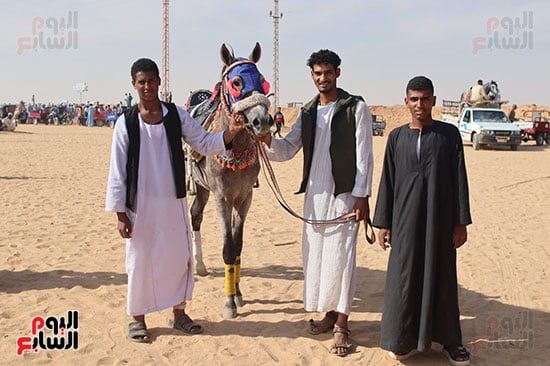 الخيول-المشاركة-فى-المرماح الخيول-المشاركة-فى-المرماح