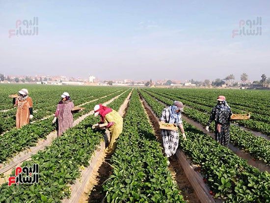 86347-حصاد-الذهب-الاحمر 86347-حصاد-الذهب-الاحمر