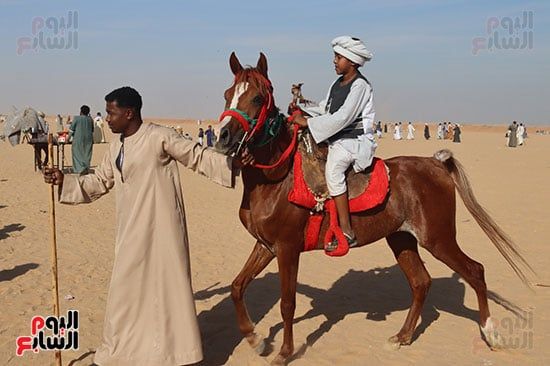 الخيول-المشاركة