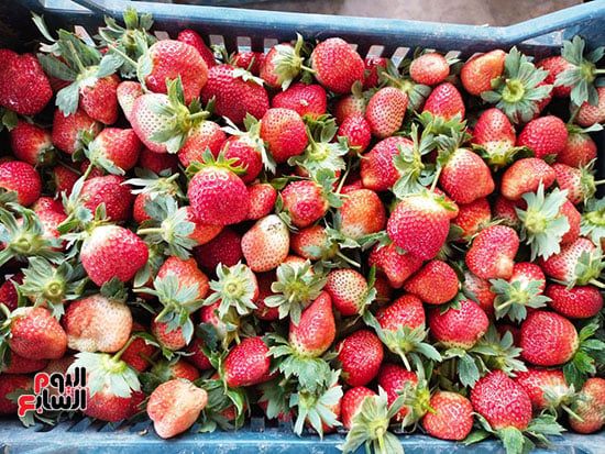 124200-فراولة 124200-فراولة