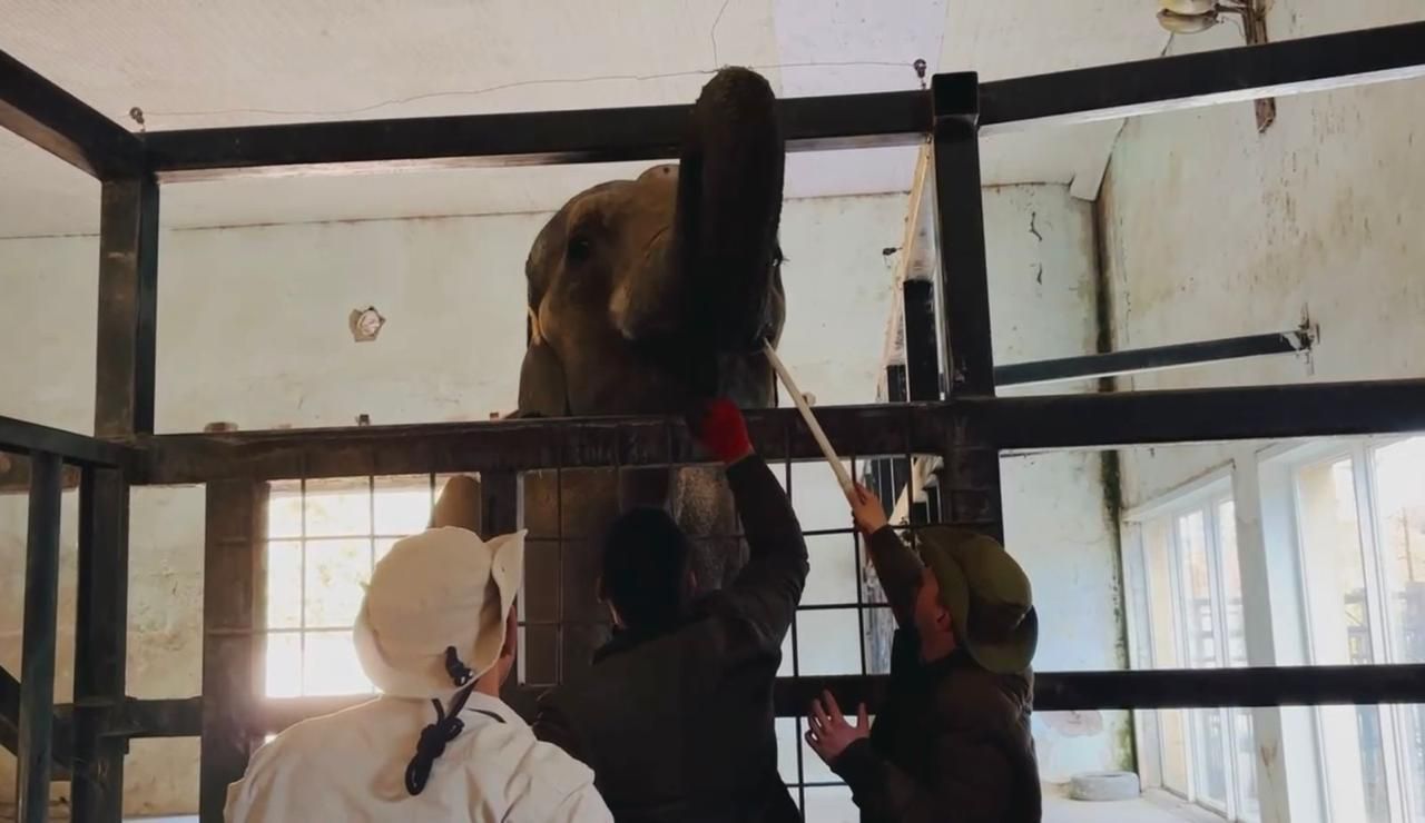 الافيال فى جورجيا الافيال فى جورجيا