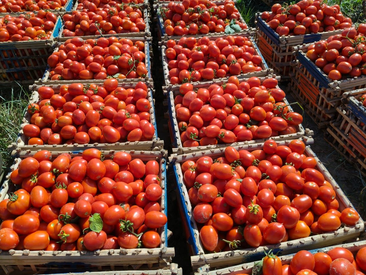 حصاد الطماطم (1) حصاد الطماطم (1)