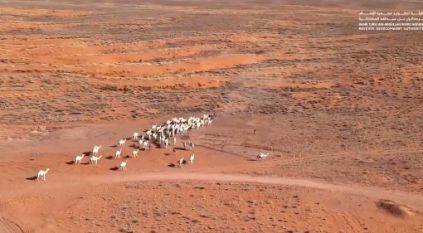 مستجدات برنامج الرعي الموسمي في منطقة المعيزيلة
