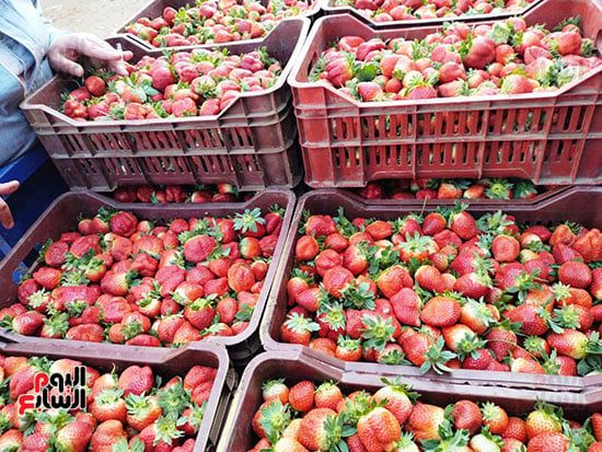 125743-الفراولة 125743-الفراولة