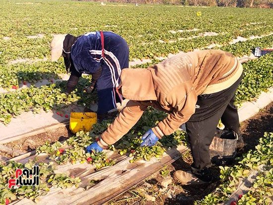 119461-حصاد-الفراولة-بالقليوبية 119461-حصاد-الفراولة-بالقليوبية