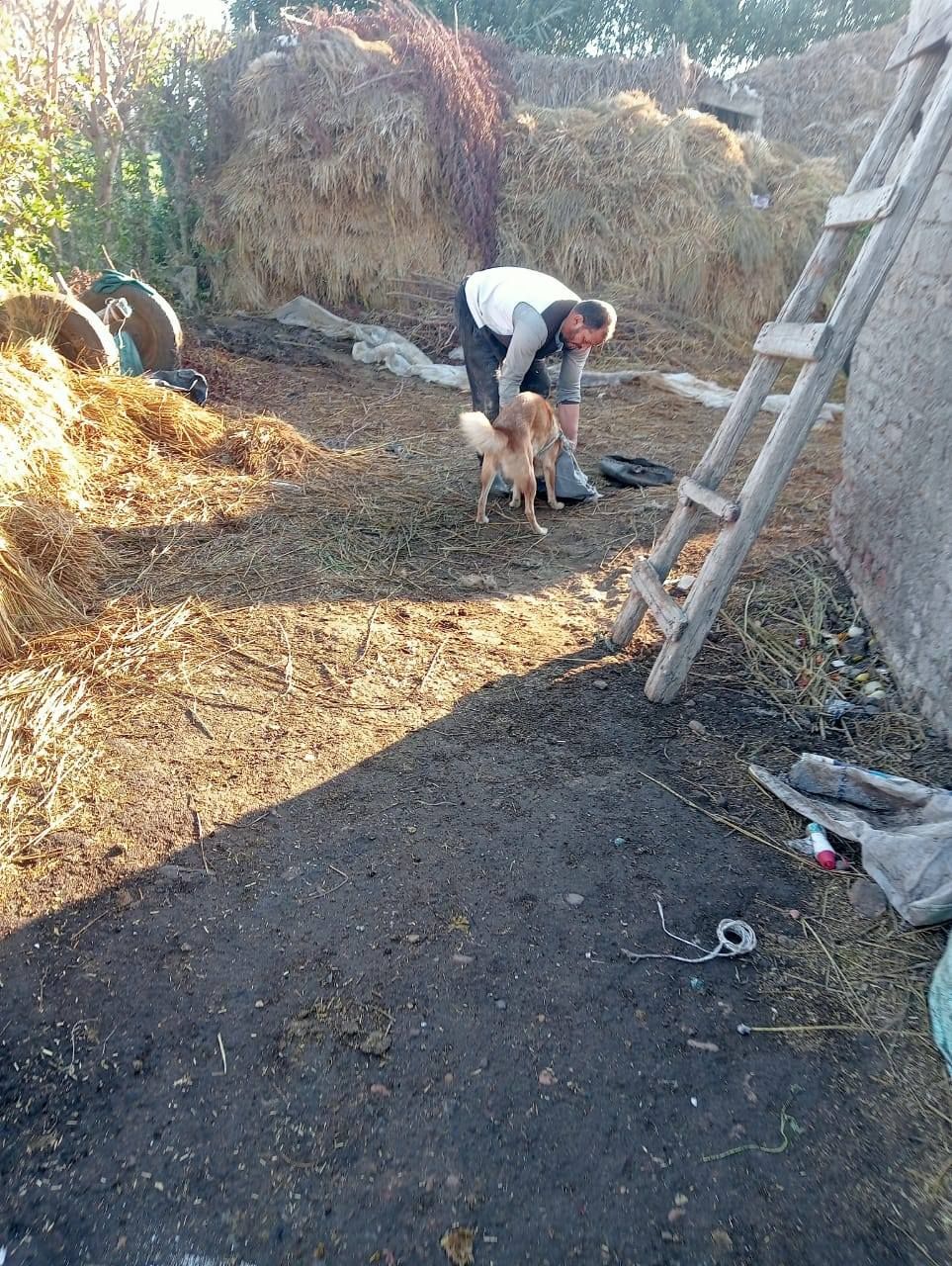 الحرص على تحصين الكلاب بالقرى الحرص على تحصين الكلاب بالقرى