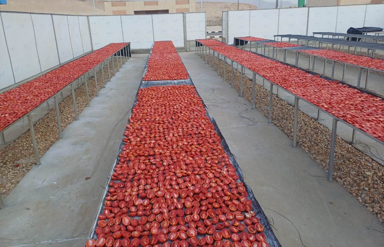مناشر الطماطم فى مجمع الصناعات الغذائية لخدمة تجفيف الطماطم مناشر الطماطم فى مجمع الصناعات الغذائية لخدمة تجفيف الطماطم