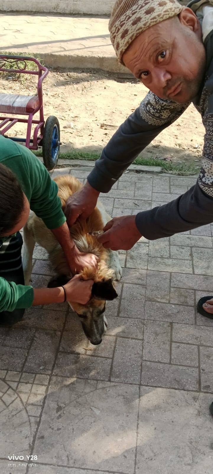 تحصين الكلاب بكفر الشيخ تحصين الكلاب بكفر الشيخ