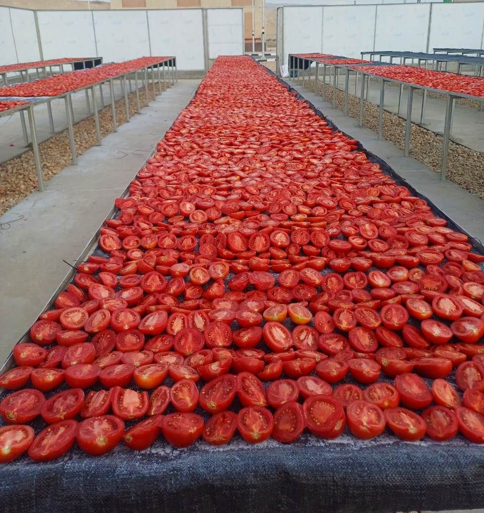 فتح أبواب مناشر تجفيف طماطم جديدة بالأقصر فتح أبواب مناشر تجفيف طماطم جديدة بالأقصر