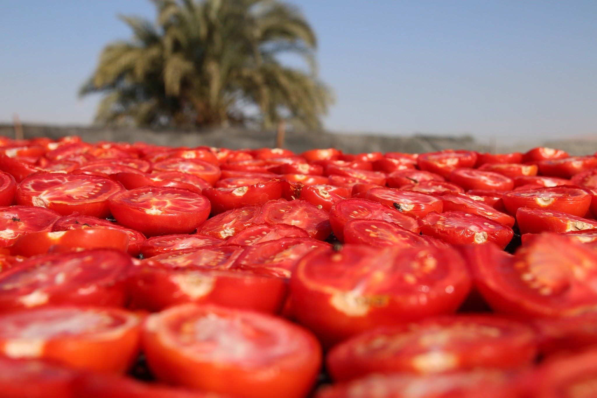 تجفيف الطماطم في الأقصر كنز للمزارعين وتصدير للخارج تجفيف الطماطم في الأقصر كنز للمزارعين وتصدير للخارج
