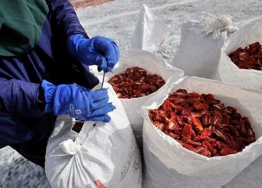 تجميع الطماطم المجففة قبل تصديرها للخارج تجميع الطماطم المجففة قبل تصديرها للخارج