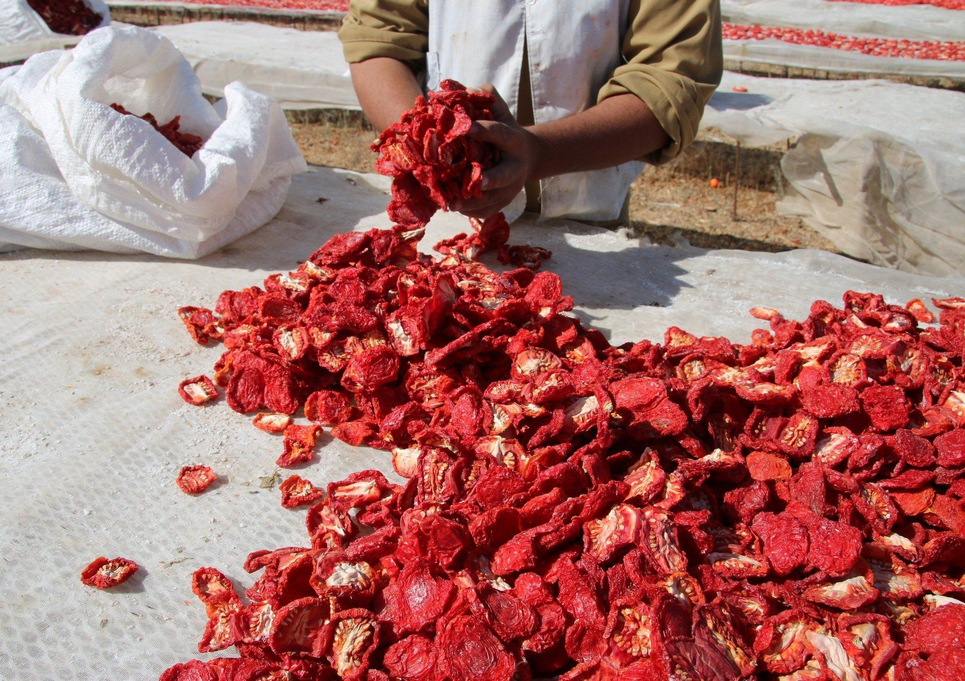 تجفيف الطماطم في الأقصر كنز للمزارعين وتصدير للخارج بالعملة الصعبة تجفيف الطماطم في الأقصر كنز للمزارعين وتصدير للخارج بالعملة الصعبة