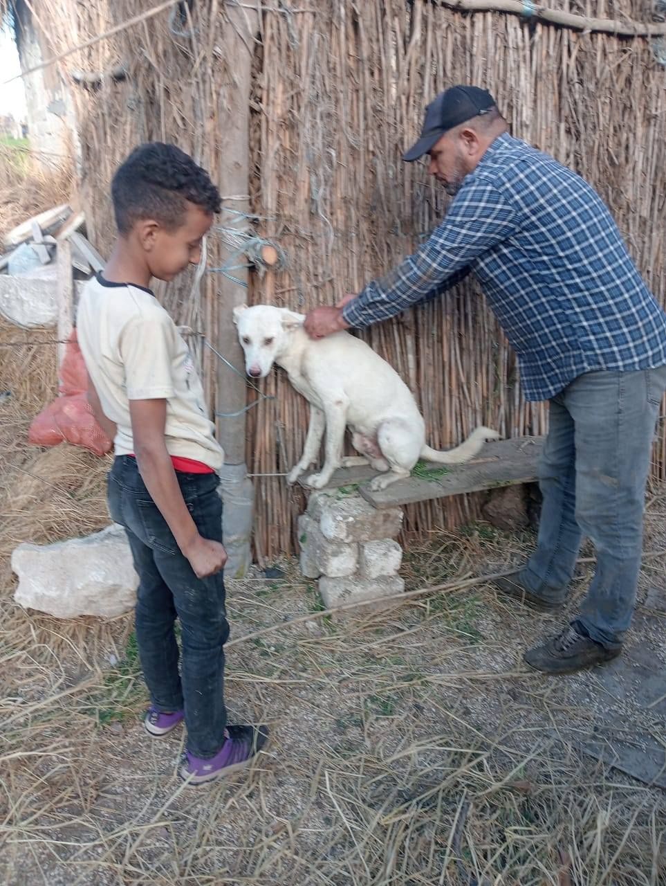 تحصين الكلاب من مرض السعار تحصين الكلاب من مرض السعار