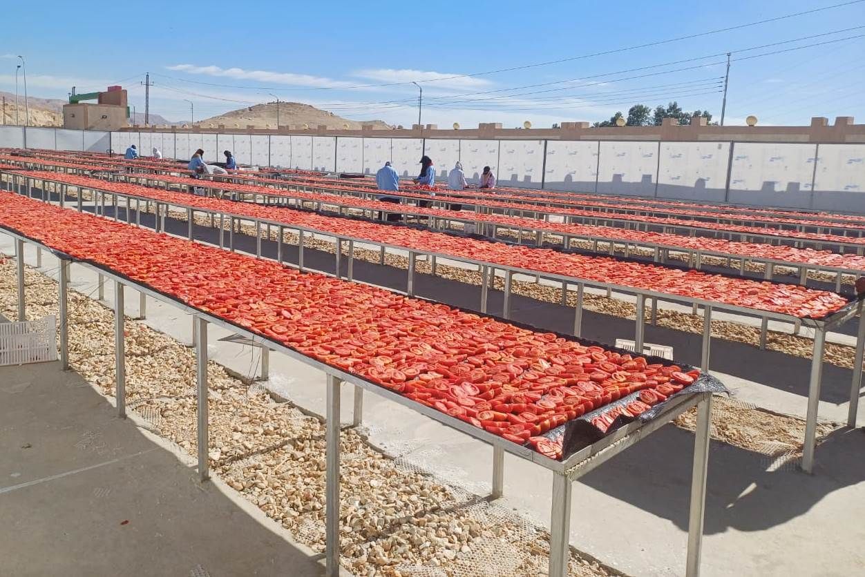العمل داخل مجمع الصناعات الغذائية لخدمة تجفيف الطماطم العمل داخل مجمع الصناعات الغذائية لخدمة تجفيف الطماطم