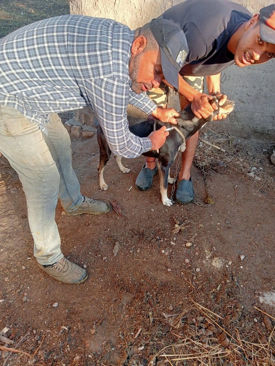 تحصين الكلاب من السعار بالقرى تحصين الكلاب من السعار بالقرى