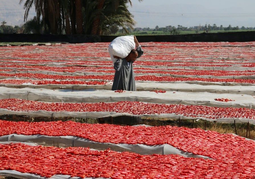 الطماطم وتجفيفها على المناشر فى موسم الشتاء بالأقصر الطماطم وتجفيفها على المناشر فى موسم الشتاء بالأقصر